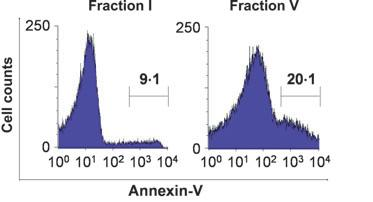 is at least partially due to enhanced sensitivity to oxidative stress.