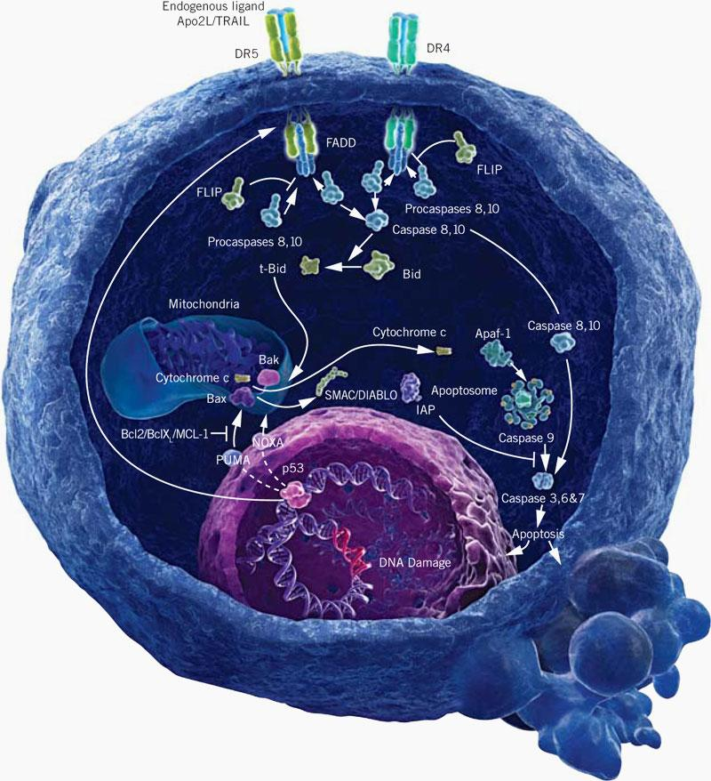 PS Προγραμματισμένος κυτταρικός θάνατος εμπύρηνων κυττάρων (PCD, apoptosis) Κυτταρική συρρίκνωση Blebbing