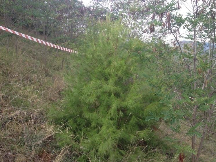 Διάγραμμα 2: Αποτελέσματα δειγματοληψίας για το είδος Pinus nigra στις κεκλιμένες επιφάνειες. Το δασοπονικό είδος Pinus nigra βρέθηκε σε 4 δειγματοληπτικές επιφάνειες.