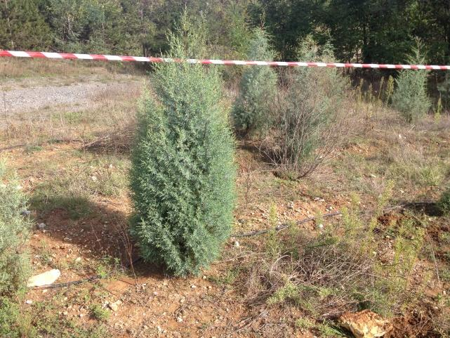 Το δασοπονικό είδος Cupressus arizonica βρέθηκε σε 5 δειγματοληπτικές επιφάνειες, δηλαδή σε όλες τις οριζόντιες επιφάνειες που πάρθηκαν.