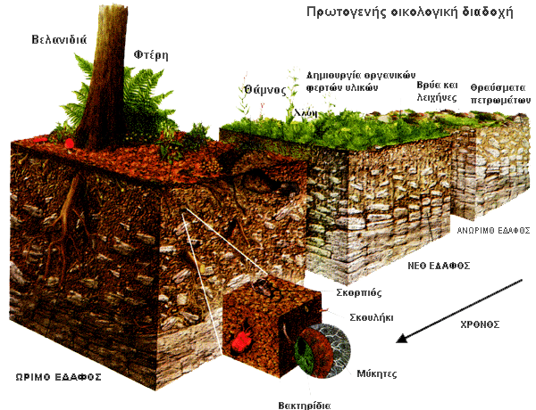 Εικόνα 2: Πρωτογενής οικολογική διαδοχή.