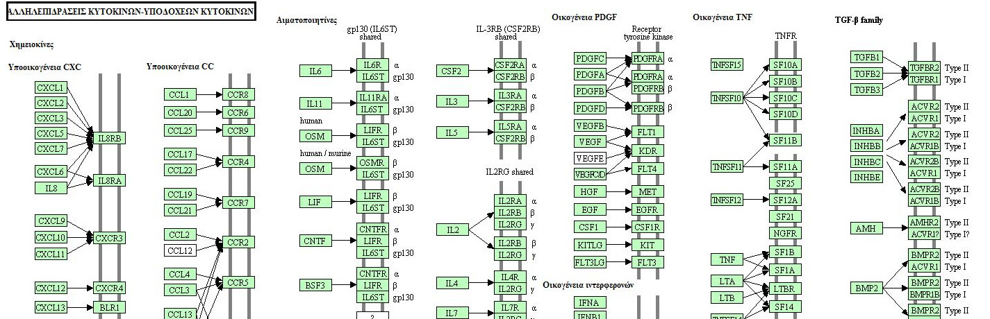 Εικόνα 7. Σχηµατική απεικόνιση αλληλεπιδράσεων κυτοκινών (εδώ συγκαταλέγονται και οι χηµειοκίνες) -υποδοχέων κυτοκινών (http://www.genome.jp/kegg/pathway/hsa/hsa04060.html).