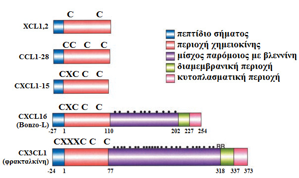Εικόνα 9. Σχηµατική δοµή των διαφόρων περιοχών (domains) της CX3CL1, σε σχέση µε τις άλλες χηµειοκίνες.