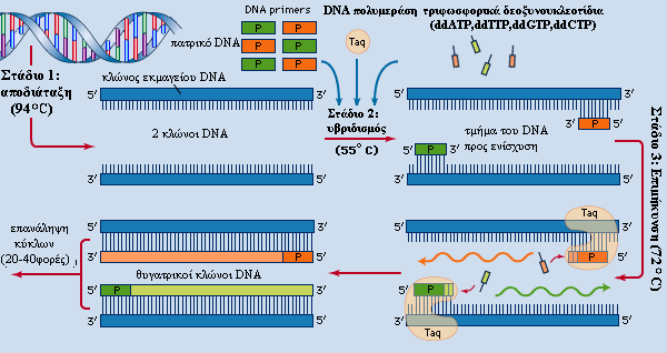 ακολουθίας-στόχου και έχουν τέτοιο προσανατολισµό ώστε η σύνθεση του DNA από την πολυµεράση να γίνεται στο µεταξύ τους διάστηµα, διπλασιάζοντας αποτελεσµατικά το ποσό αυτού του τµήµατος DNA.