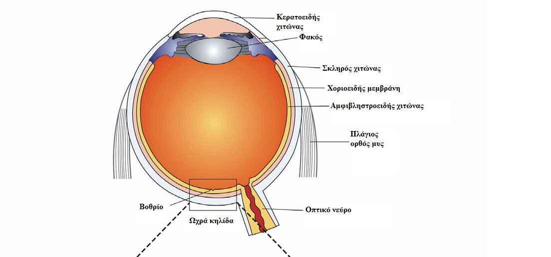 Εικόνα 2. Ανατοµικά στοιχεία του βολβού του οφθαλµού και εγκάρσια τοµή των διαφόρων στρωµάτων στην περιοχή της ωχράς κηλίδας (πηγή Novartis, από Seitsonen S., 2008).
