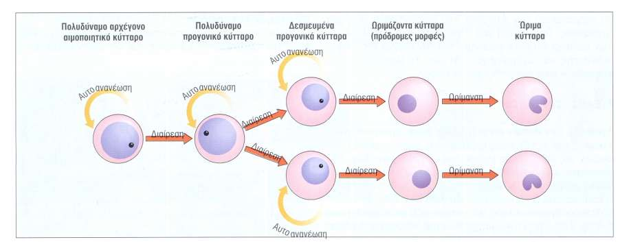 Αιμοποίηση πρόδρομα Τρείς κύριοι κυτταρικοί πληθυσμοί στο μυελό των οστών 1. Το διαμέρισμα των πολυδύναμων αρχέγονων αιμοποιητικών κυττάρων 2.