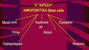 Ποια είναι η αίρεση: Τα αρχέγονα κύτταρα ενός ιστού, όπως του αιμοποιητικού, μπορούν να υιοθετήσουν μια εναλλακτική πορεία σε ένα καινούργιο περιβάλλον, επιδεικνύοντας σημαντική ευπλαστότητα