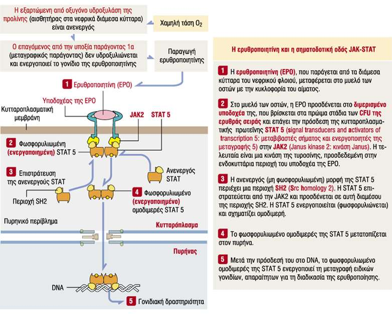 Ερυθροποιητίνη και η