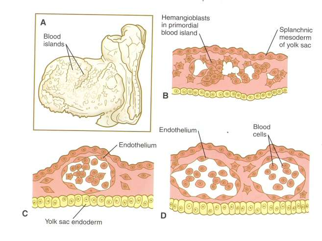 Σπλαγχνικό μεσόδερμα λεκιθικού ασκού Α. Αιμοποιητικά νησίδια στο λεκιθικό ασκό Ενδόδερμα λεκιθικού ασκού Β.