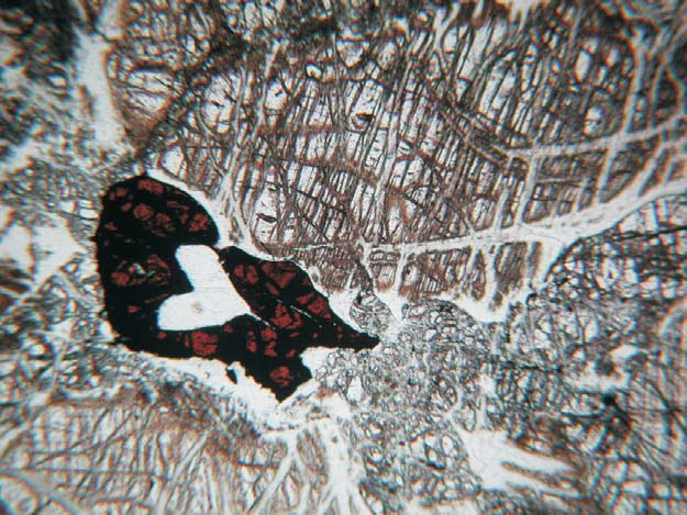 Chr Ol Opx α Chr Ol Opx 10 β Φωτ.