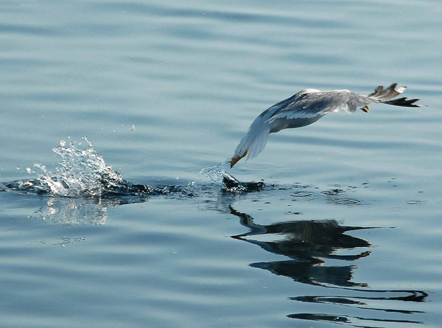 Εxplorations LESVOS LIMNOS AGIOS