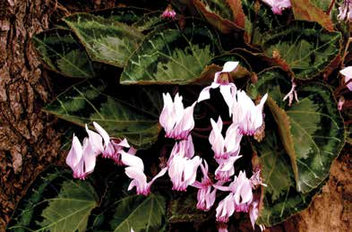 Upon closer inspection one can recognize an enormous variety of plants and animals. Plant fossils can be observed amidst volcanic rock.