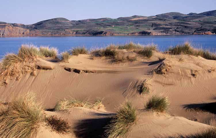 The island s flora includes brushwood, sea daffodils and isolated clumps of oak trees.