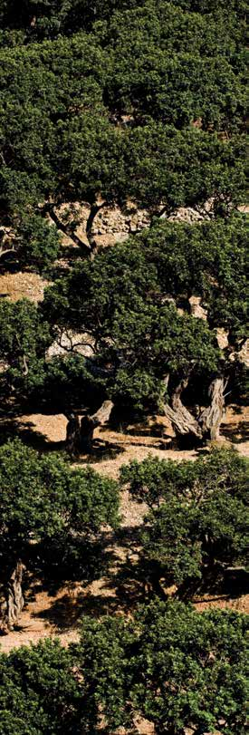 16 17 Chios land of scents Χίος τόπος μυροβόλος Wandering through beauty Chios offers wonderful virginal natural beauty, gorgeous beaches and countless trails and routes leading to canyons, rivers