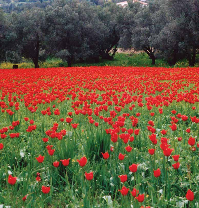 Hiking routes One of the most wonderful hiking routes ends at the lush canyon of Kampoi and its river, which can be turbulent depending on the season. It is in northern Chios, near Mt.