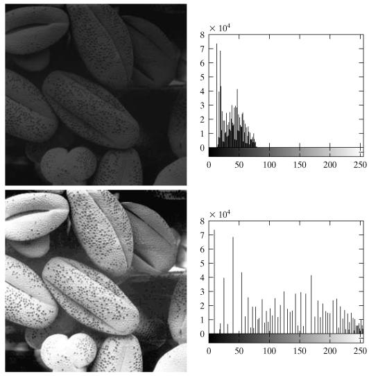 Images taken from Gonzalez & Woods, Digital Image Processing (2002) 21 Histogram Equalization (cont ) Example Notice that due to