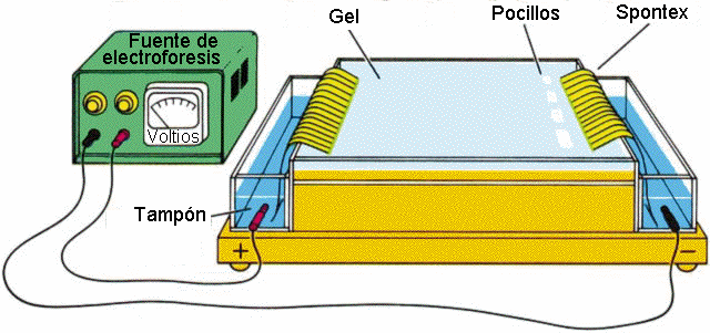 Gel Electrophoresis separates nucleic acids