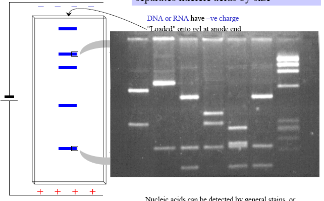 Gel Electrophoresis separates nucleic acids by size DNA or RNA have negative charge.