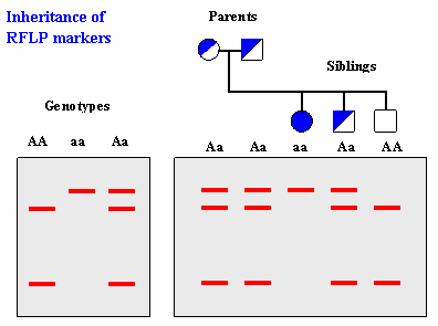 ένζυμα