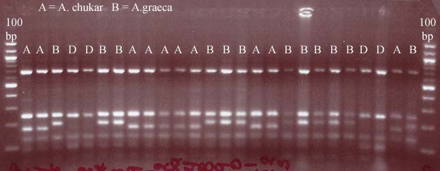 Ανάλυση MtDNA