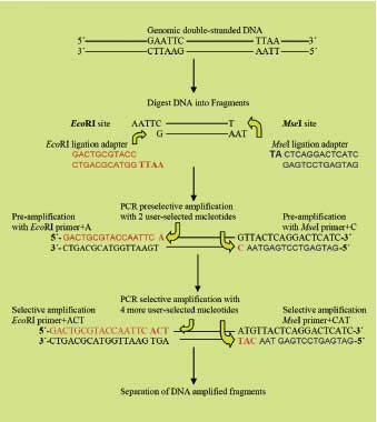 Τεχνική RAPD DNA digestion,