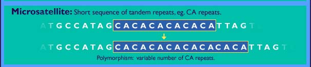 Μικροδορυφόροι (SSR (SSR Simple Sequence Repeats) Οι μονάδες επανάληψης είναι συνήθως δι-, τρι-, τετρα-, πεντανουκλεοτίδια Με τη χρήση