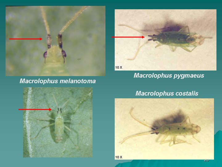 ιάκριση συγγενών ειδών του γένους Macrolophus Το πρόβλημα Η