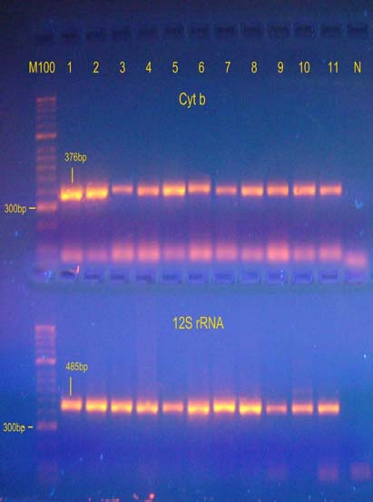 Ενίσχυση επιθυμητών γονιδιακών τόπων των Cyt b,12s b rrna, COI (PCR, universal