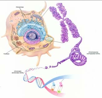 Πυρηνικό DNA Εξωπυρηνικό DNA