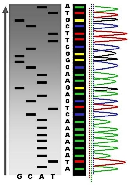 Αλληλούχιση τεμαχίων DNA (sequencing) Αλληλούχιση κατά Sanger Απόκτηση τεμαχίου και πολυμερισμός με