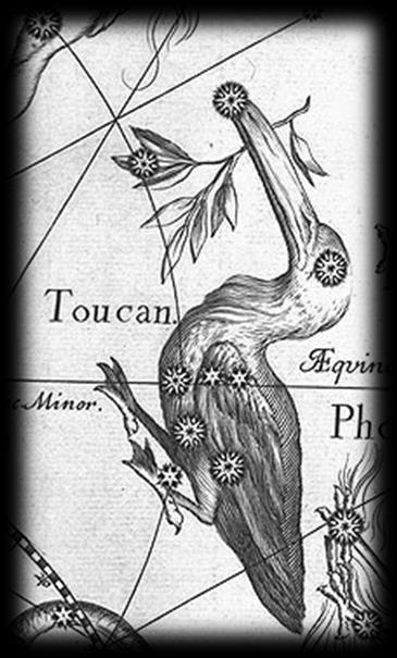 Το όνομα προέρχεται από το τροπικό πουλί «τόκο» τουκάν (Ramphastos toco) της Νότιας Αμερικής με το τεράστιο (σε σχέση με το σώμα του) ράμφος.