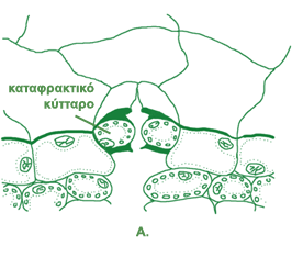 γ) Κατάταξη του φύλλου ανάλογα με τον σχήμα των καταφρακτικών κυττάρων Τα καταφρακτικά κύτταρα έχουν συνήθως