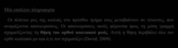 Έσω μεσοπλεύριοι μύες (παραστερνικοί) Οι μυϊκές ίνες που σχηματίζουν αυτούς του μύες εκτείνονται από κάτω προς τα πάνω και εμπρός.