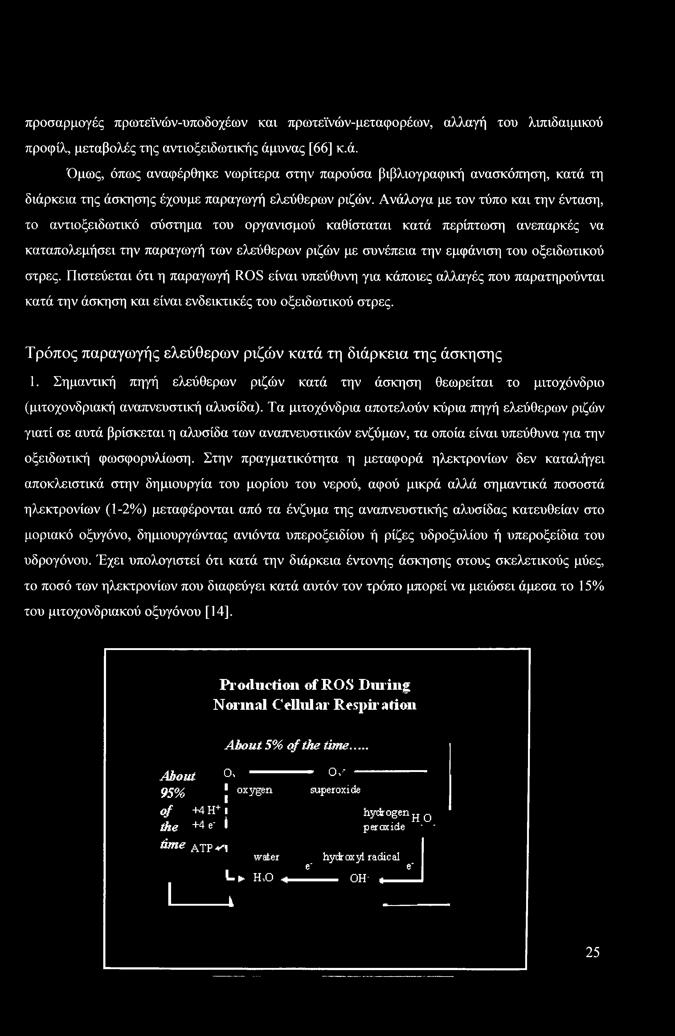 Τρόπος παραγωγής ελεύθερων ριζών κατά τη διάρκεια της άσκησης 1. Σημαντική πηγή ελεύθερων ριζών κατά την άσκηση θεωρείται το μιτοχόνδριο (μιτοχονδριακή αναπνευστική αλυσίδα).