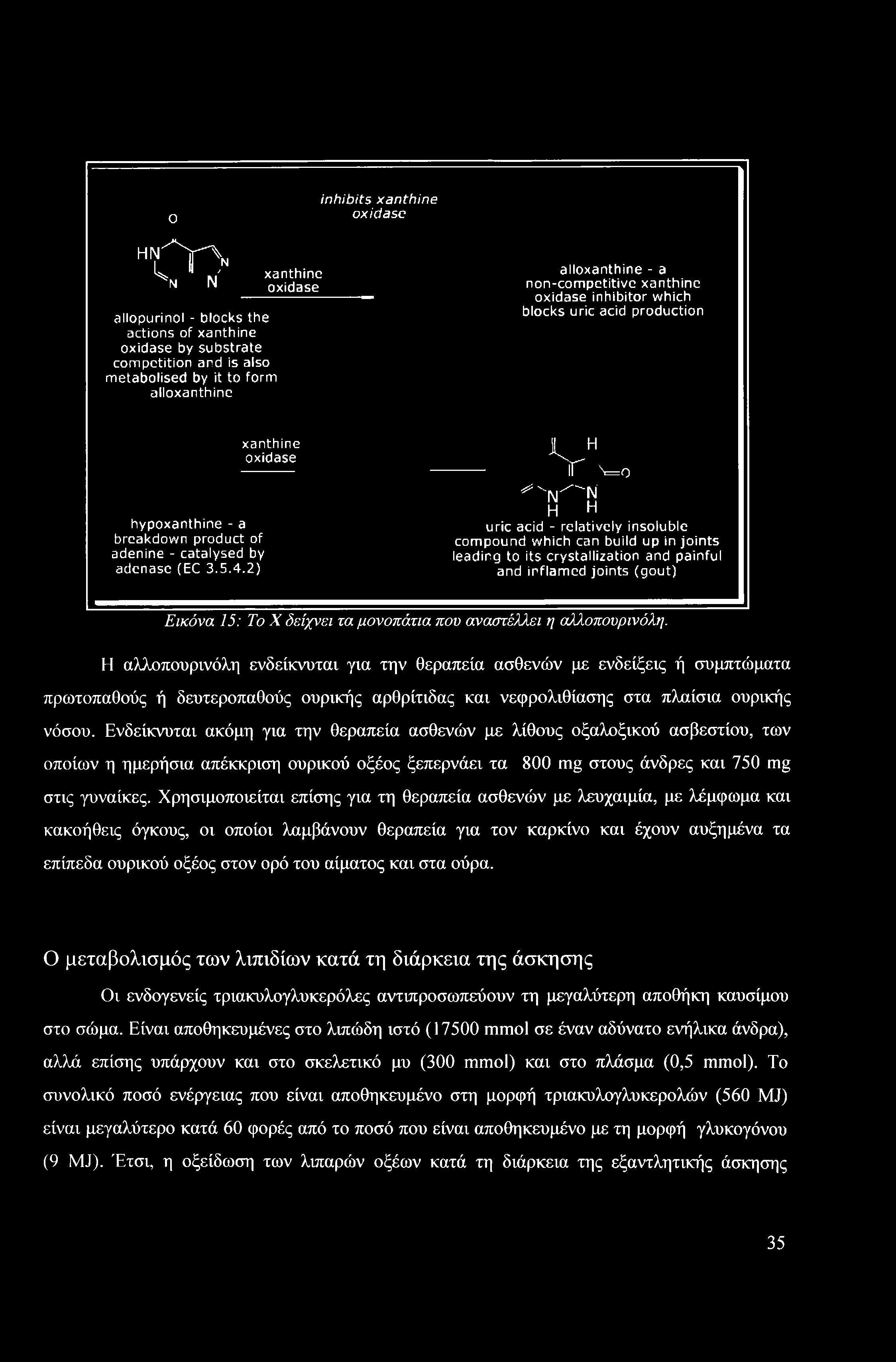 ο inhibits xanthine oxidase ΗΙί^ΊΡ " ^ xanthine ν Ν oxidase allopurinol - blocks the actions of xanthine oxidase by substrate competition and is also metabolised by it to form alloxanthine