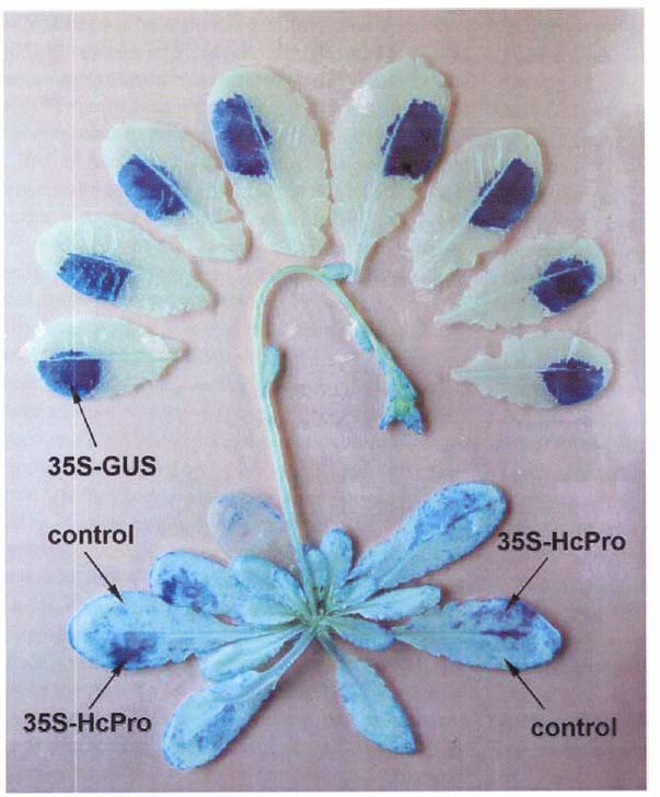 Agroinoculation - Agroinfiltration ( vacuum-