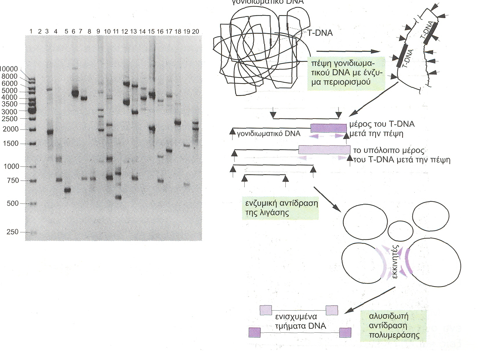 Ι-PCR