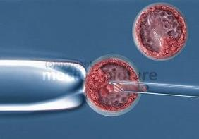 Εμβρυονικά βλαστικά κύτταρα (ES cells) Ικανότητα της απεριόριστης αναπαραγωγής (self-renewal) ενώ διατηρούν την πολυδυναμικότητά τους (pluripotency) και την ικανότητα διαφοροποίησης σε κάθε κυτταρικό