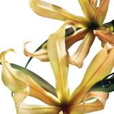 α;, ylang-ylang, Possess Eau de Parfum.