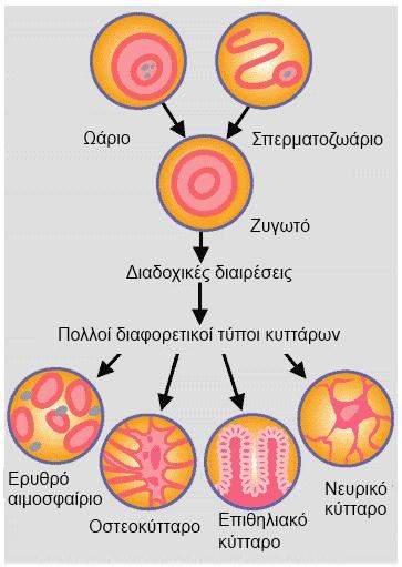 ΒΑΣΙΚΕΣ ΕΝΝΟΙΕΣ ΘΕΩΡΙΑΣ Από τι αποτελείται ο ανθρώπινος οργανισμός; Ο ανθρώπινος οργανισμός αποτελείται από περίπου 10 τρισεκατομμύρια κύτταρα, που οργανώνονται σε ιστούς, οι ιστοί σε όργανα και τα