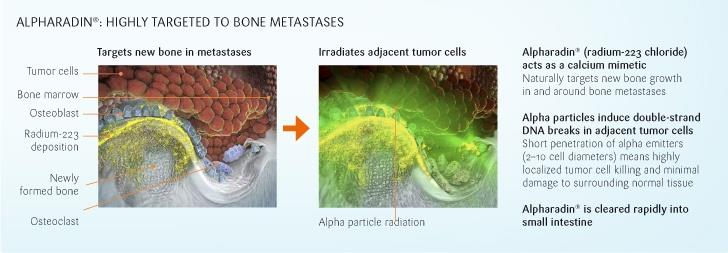Radium-223 : Μηχανισμός δράσης Μιμείται τη δράση του ασβεστίου Στοχεύει οστεοβλαστικές οστικές
