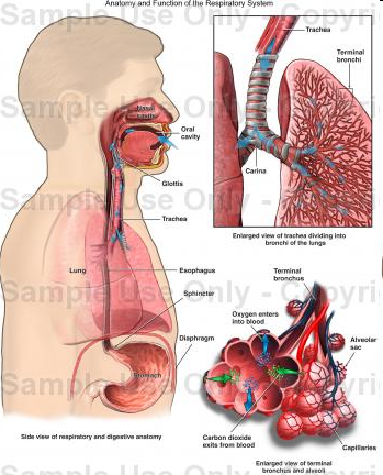 Αναπνευστική λειτουργία 2 Πνεύμονες επιφάνεια επαφής ανάμεσα στο αίμα και στο