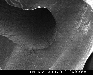 after root-end preparation with Surg-1 (group C).