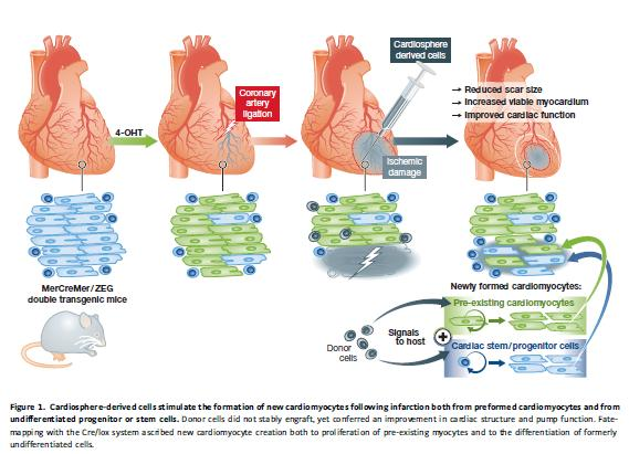 Heart to heart: grafting cardiosphere-derived cells augments cardiac