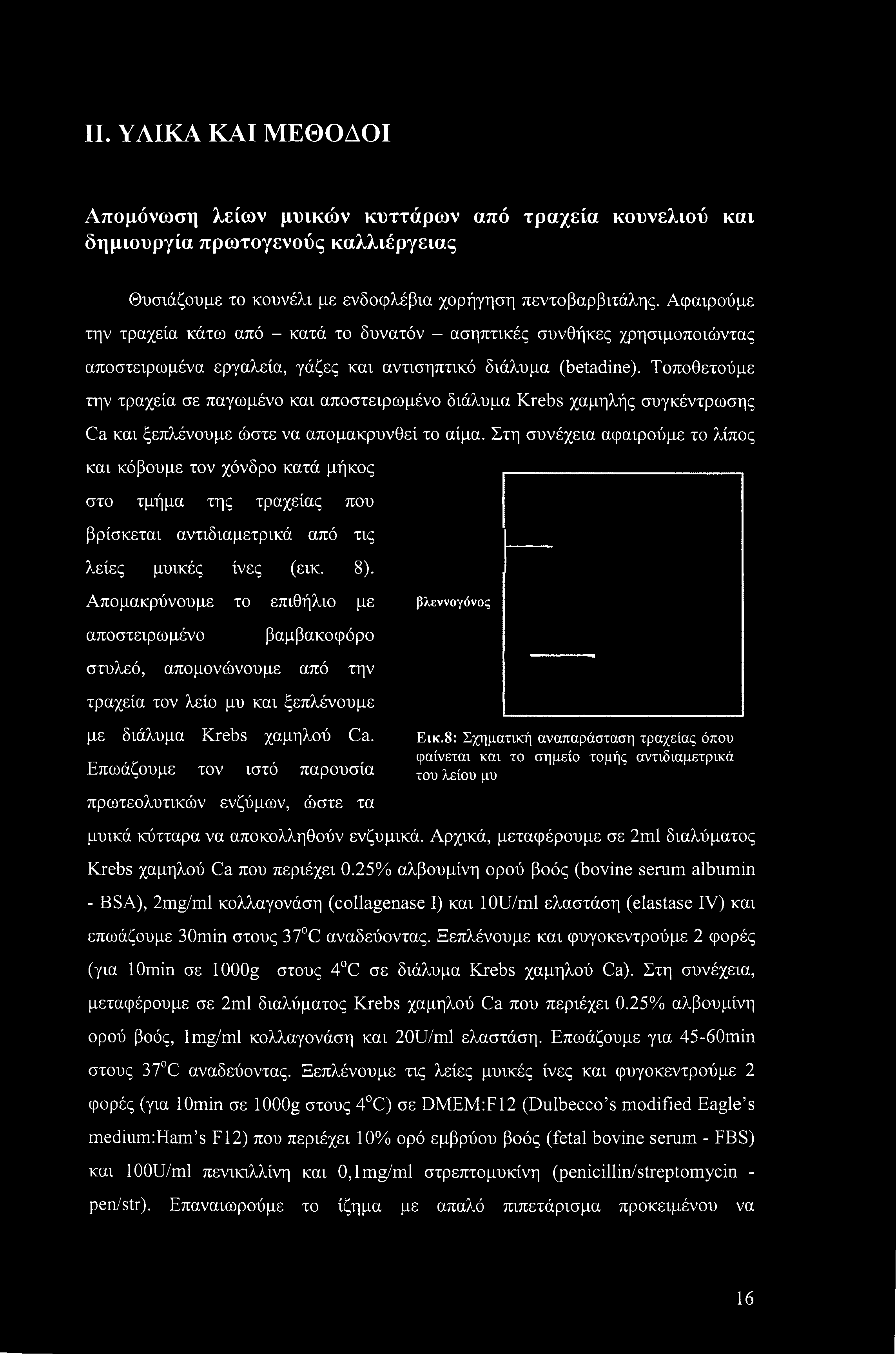 Τοποθετούμε την τραχεία σε παγωμένο και αποστειρωμένο διάλυμα Krebs χαμηλής συγκέντρωσης Ca και ξεπλένουμε ώστε να απομακρυνθεί το αίμα.