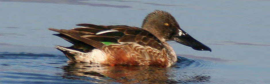 Τάξη: Anseriformes (Χηνόµορφα) Οικογένεια : Anatidae (Ανατίδες) Είδος: Anas clypeata (Χουλιαρόπαπια) Γνωρίσµατα: Μετρίου µεγέθους πάπια (51εκ.) µε χαρακτηριστικό µεγάλο ράµφος που µοιάζει µε σπάτουλα.