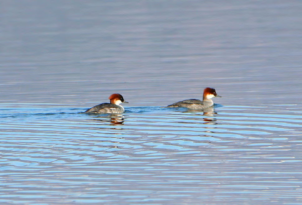 Τάξη: Anseriformes (Χηνόµορφα) Οικογένεια : Anatidae (Ανατίδες) Είδος: Mergellus albellus (Νανοπρίστης) Γνωρίσµατα: Έχει µέγεθος (36-44εκ.