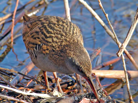 Τάξη: Gruiformes (Γερανόµορφα) Οικογένεια: Rallidae (Πουλάδες) Είδος: Rallus aquaticus (Νεροκοτσέλα) Γνωρίσµατα: Με µέγεθος 22-28εκ.