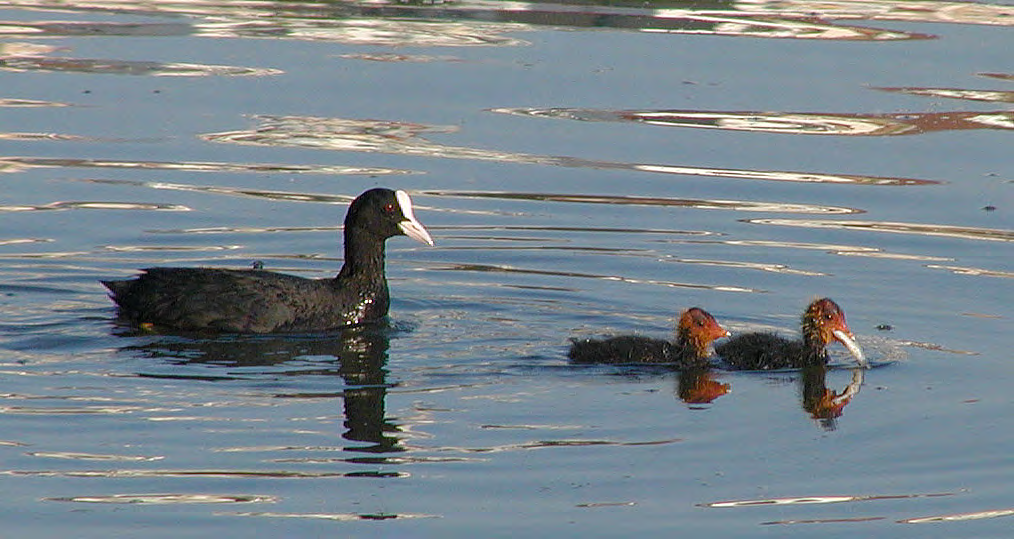 Τάξη: Gruiformes (Γερανόµορφα) Οικογένεια: Rallidae (Πουλάδες) Είδος: Fulica atra (Φαλαρίδα) Γνωρίσµατα: Υδρόβιο πουλί µε µήκος σώµατος 37 εκατοστά και φύλα όµοια.