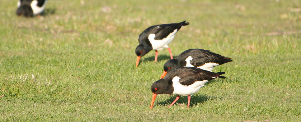 Τάξη: Charadriiformes (Χαραδριόµορφα) Οικογένεια: Haematopodidae (Στρειδοφάγοι) Είδος: Haematopus ostralegus (Στρειδοφάγος) Γνωρίσµατα :Μεγάλο (40-45εκ.